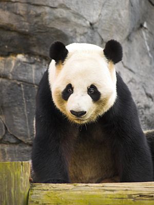 Zoo Atlanta Panda 2