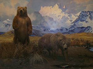 2~Bear~Diorama~AMNH~11-29-08