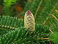 Abies fraseri cone