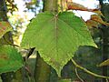 Acer rufinerve leaf 01 by Line1