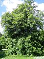 Aesculus glabra var. glabra