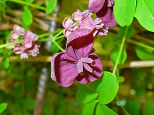 Akebia quinata 003