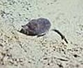 AmWaterShrew23