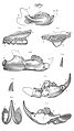 American Jurassic Mammals plate VII