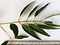 Angophora costata - leaves (adult)