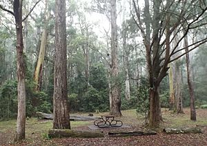 Apple Tree Park, Springbrook, Queensland
