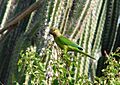 Aratinga pertinax -national park -Aruba-8