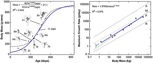 Archaeopteryx growth curve