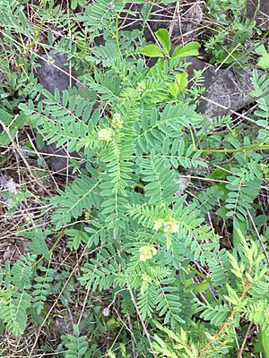 Astragalus neglectus 1.jpg