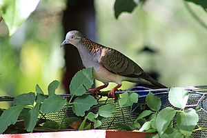 Bar-Shouldered Dove - Home Garden - Darwin - Northern Territory - Australia