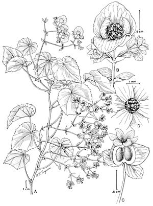 Begonia ynesiae L.B. Sm. & Wassh. botanical drawing