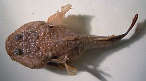 caspian sea ragimov 1978 facts basin tadpole gobies found most