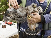 Black Sparrowhawk chick 2 x