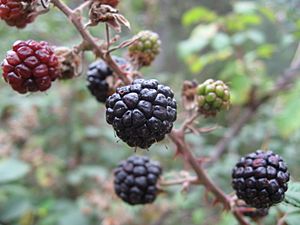 Blackberries Rubus ulmifolius2.jpg