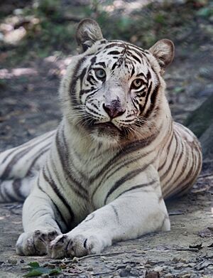 Blind White Tiger (3853710854)