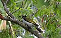 Blue Faced Honeyeater (Intermediate) - Fogg Dam - Middle Point - Northern Territory - Australia