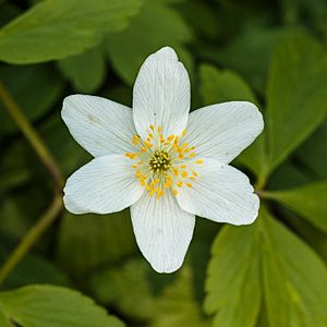 Bosanemoon (Anemone nemorosa) (d.j.b.)