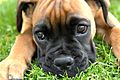 Boxer puppy fawn portrai