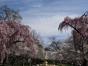 Brandywine Park Blossoms