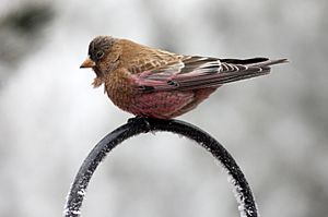 Brown-capped rosy finch.jpg