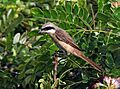 Brown Shrike I IMG 7367
