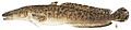 Burbot