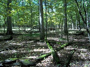 BusseWoods2
