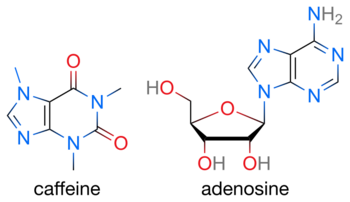 Caffeine and adenosine