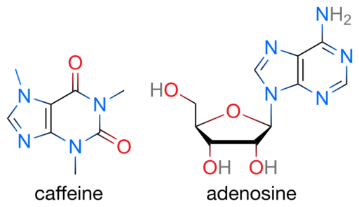Caffeine and adenosine