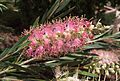 Callistemon-caneshybrid