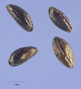 Caltha palustris seeds USDA