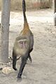 Cercopithecus lomamiensis Female