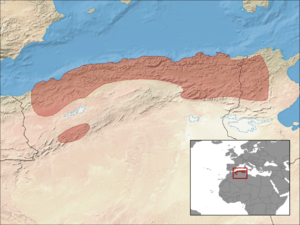 Chalcides mertensi distribution.png