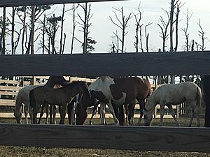 Chincoteague ponies in the corral