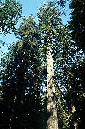 Coastal redwood
