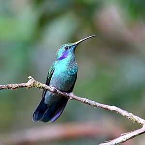 Colibri thalassinus Curicancha 02