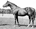 Colin (1905)