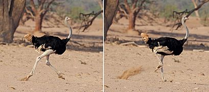 Common ostrich (Struthio camelus australis) male running composite