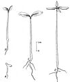 Common pricklyash