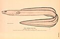 Conger sea eel
