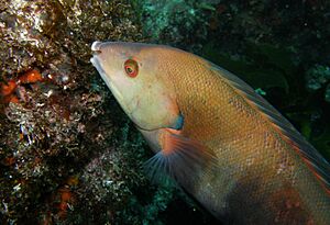 Coris sandeyeri - Poor Knights Islands - 4329622564.jpg