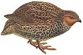 Coturnix novaezelandiae white background