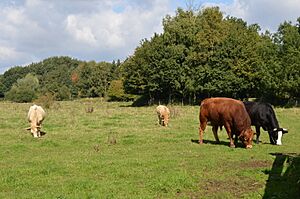 Cows in Flitton Moor