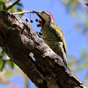 Cuban green woodpecker (Xiphidiopicus percussus percussus) male.JPG