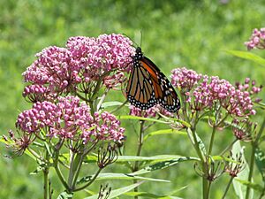 Danaus plexippus on Asclepias incarnata 4999.jpg