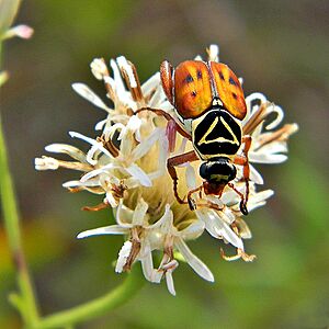 Delta Flower Scarab (Trigonopeltastes delta) (6245406089)