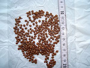 Dichrostachys cinerea seeds