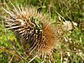 Dipsacus-fullonum-Teasel-seedhead-w-viviparous-germination-PortSunlightRiverPark-UK-23Oct2019