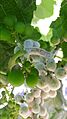 Downy Mildew on 'Valiant' cultivar (Vitis vinifera x Vitis labrusca x Vitis riparia)