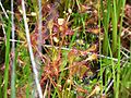 Drosera rotundifolia PinhookBog(2)